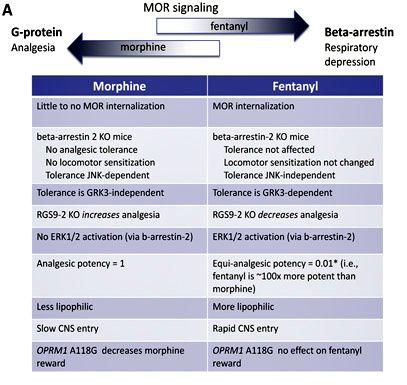Cechy farmakologiczne fentanylu i morfiny w formie infografiki
